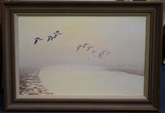 Geoffrey Campbell-Black Ducks in flight, 16 x 25in.
